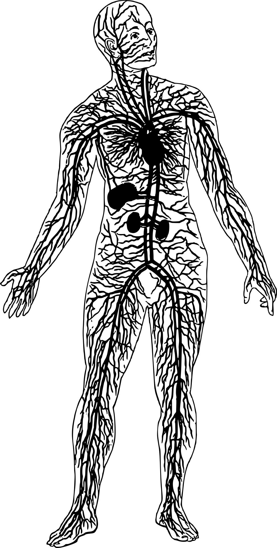 Bloedsomloop
